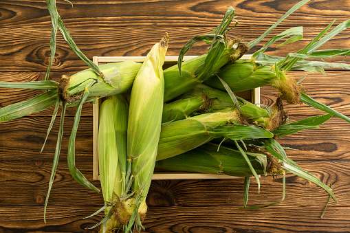 Box of freshly picked healthy corn on the cob at an organic farmers market viewed from above centered on a wooden table