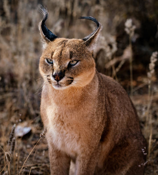 istock Caracal cat scans his surroundings 1029039554