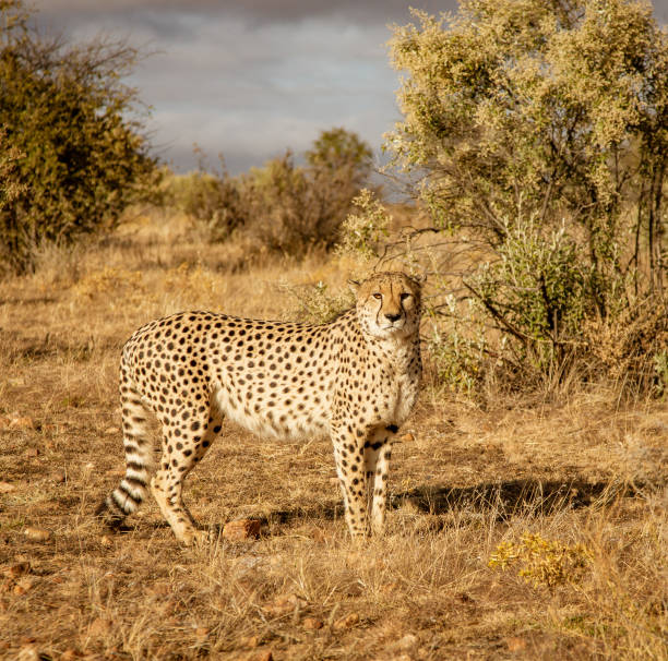 istock Adult cheetah walks among short dry grass 1029039578