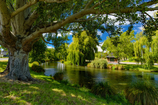 Willow trees by Avon River in Christchurch, New Zealand stock photo