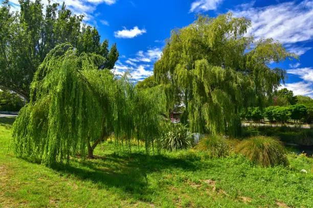 Photo of Willow trees by Avon River in Christchurch, New Zealand