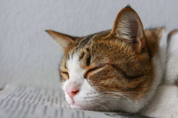 Photo ofa cold cat. Cat sleeping in the conertori.