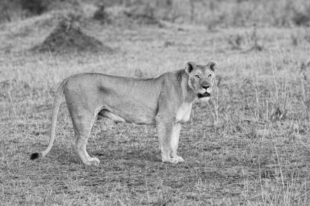 istock Black and white image of Lioness 1029054454