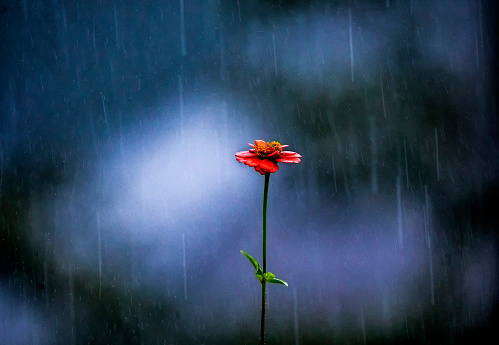 Zinnia caught in a downpour on a summer's day.