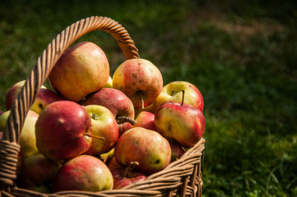 istock Red Apples with Wicket Basket in the Grass 1029061942