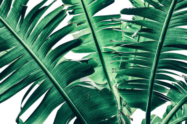 istock tropical banana palm leaf texture, dark green toned 1029062174