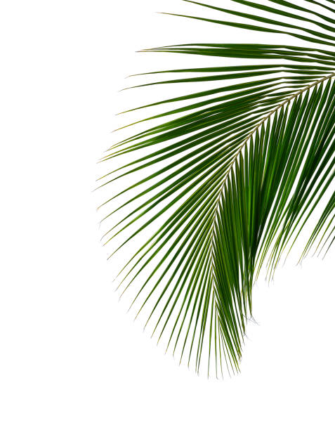 istock tropical coconut palm leaf isolated on white background for design elements. 1029062212