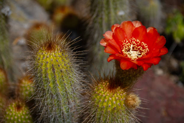 istock Amazing bright red or orange flowering cactus 1029064786