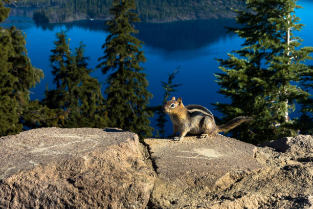istock Cute Chipmunk on Crater lake 1029067112
