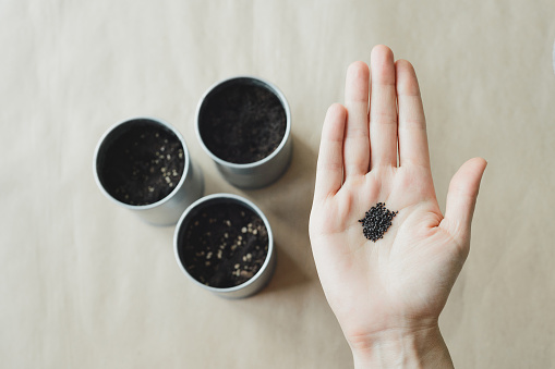 woman's hands holds basil seeds, top view stock photo image