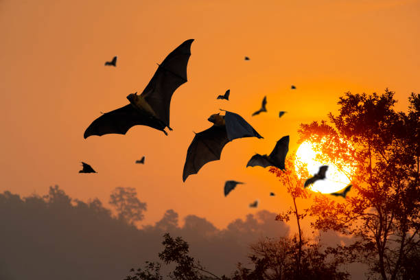 Bats are flying in the evening.