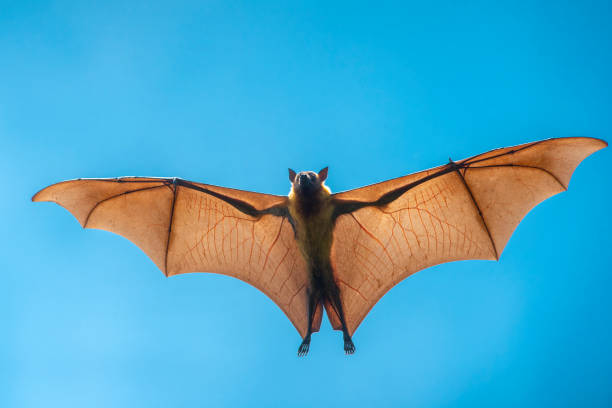 vliegende vleermuis (pteropus lyle's) - vleerhond stockfoto's en -beelden