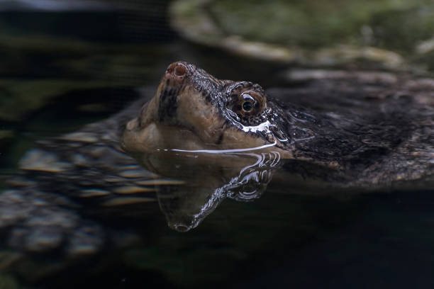 istock Tortoise swimming in water surface close up 1029072050