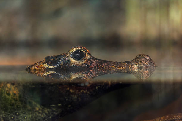 istock Aligator resting in water stream close up view 1029072058