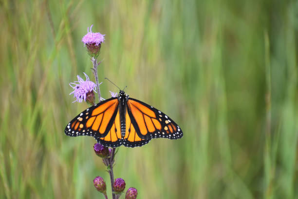 istock Monarch Butterfly and Prairie Grass 1029087418