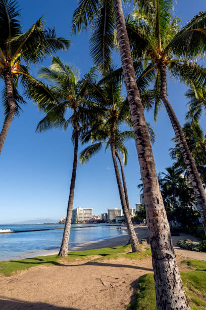 istock Palm Trees on Waikiki Beach 1029087682