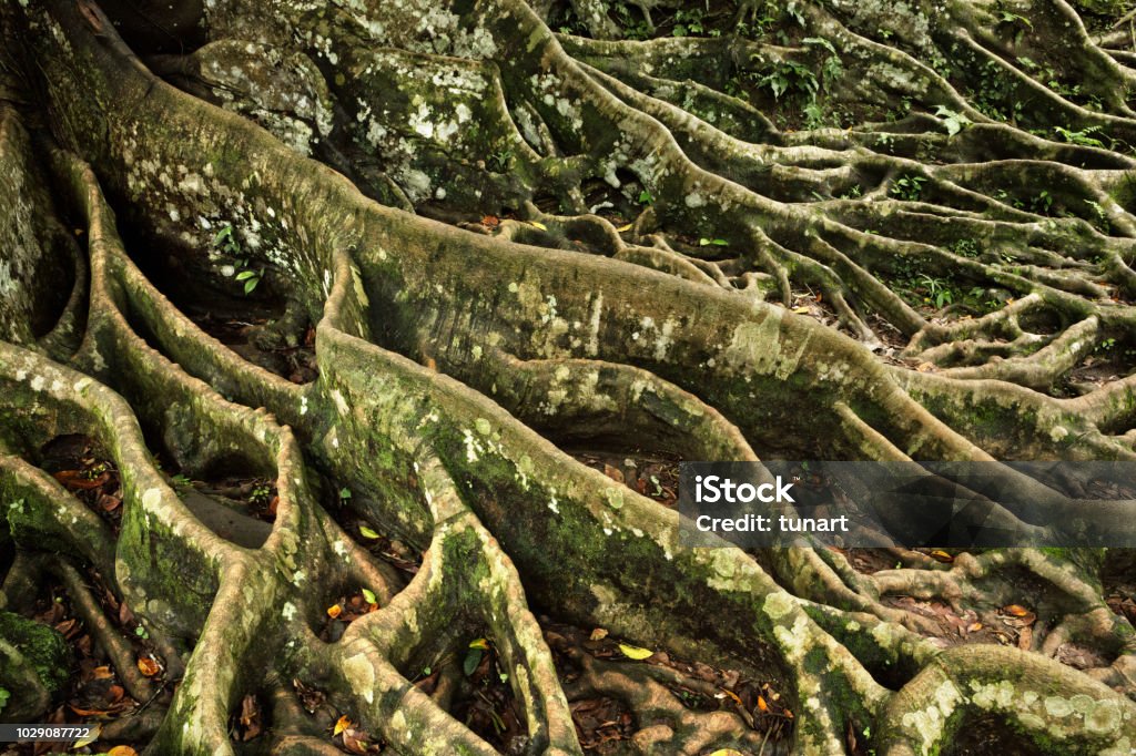 Banyan Tree Roots Bali, Indonesia Abstract Stock Photo