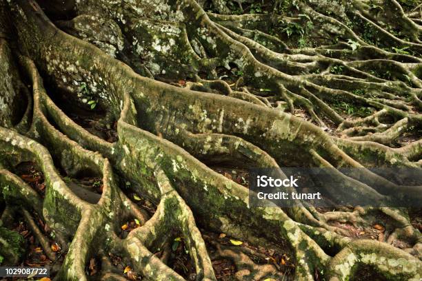 Banyan Tree Roots Stock Photo - Download Image Now - Abstract, Arrangement, Asia