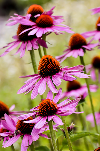 Echinacea is an ancient medicinal plant used by the North American Indians for colds, coughs, sore throats and tonsillitis. Even today, Echinacea angustifolia is used internally against respiratory and urinary tract infections and externally for the treatment of poorly healing wounds.