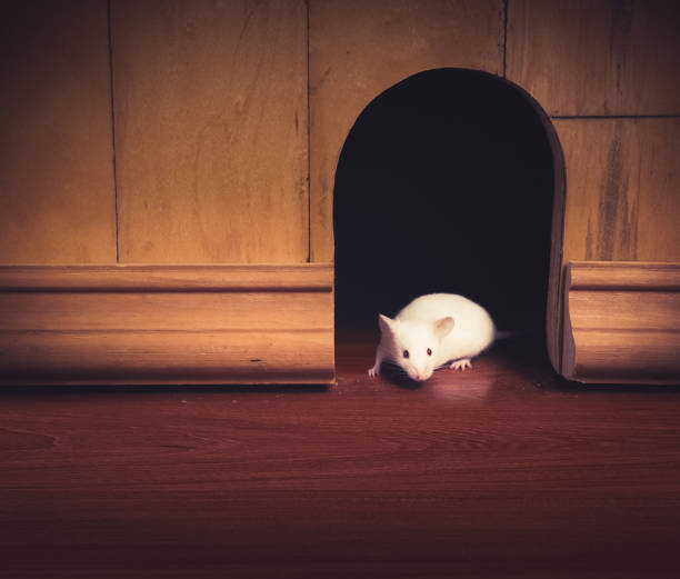 istock Mouse coming out of wall hole 1029093730