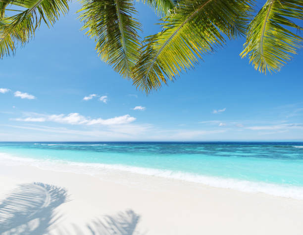 Summer Tropical Beach Background Summer Tropical Beach Background bohol photos stock pictures, royalty-free photos & images