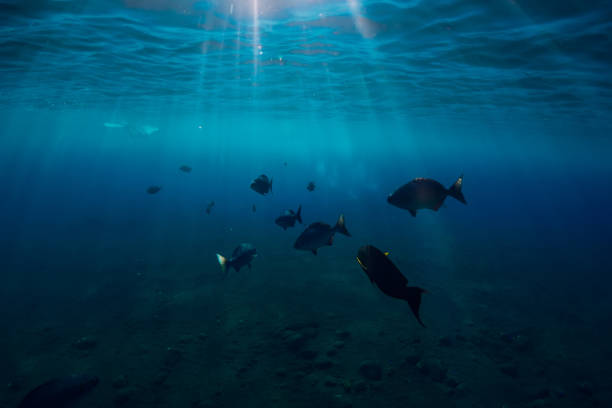 istock Underwater world with tropical fish in ocean and beautiful sunlight 1029099148