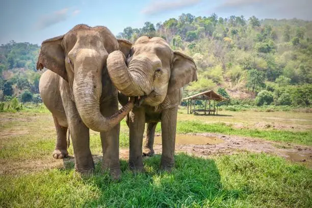 Close-up view of two Asiatic elephants, with muddy skin, standing very close to each other, touching their trunks on each other's faces, including inside the mouth. They are in a rural tropical setting, in southeast Asia.