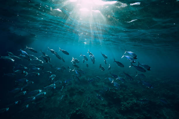 istock Underwater world with school fish in sea 1029101548
