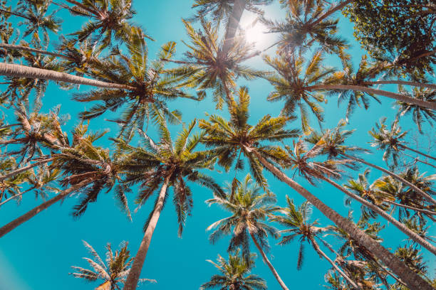 istock Tropical coconut palms in tropical island 1029101712