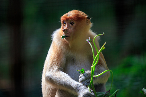 Close up portrait image of a Proboscis Monkey