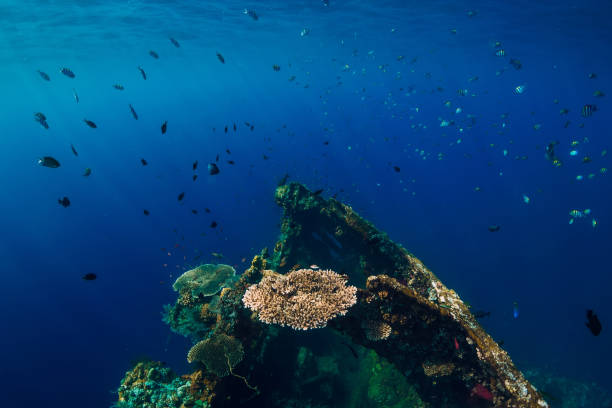 istock Beautiful underwater world with corals and tropical fish. USS Liberty 1029104368