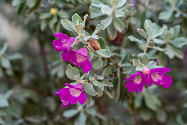istock Hardy Garden Plant 1029104446