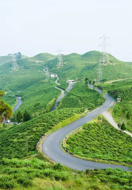 Road along tea plantation on the mountain in Darjeeling, India