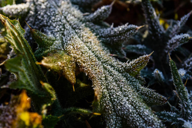 Leaf covered with a hoarfrost on autumn