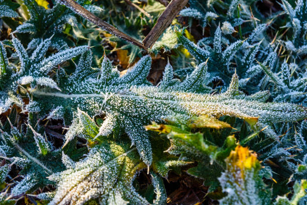 istock Leaf covered with a hoarfrost on autumn 1029117740