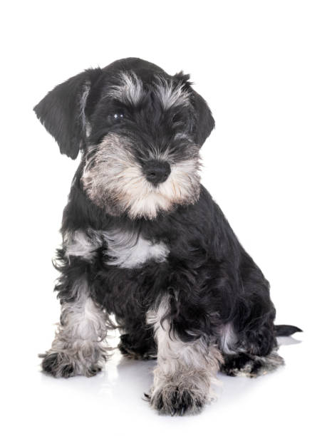 istock puppy miniature schnauzer 1029127836