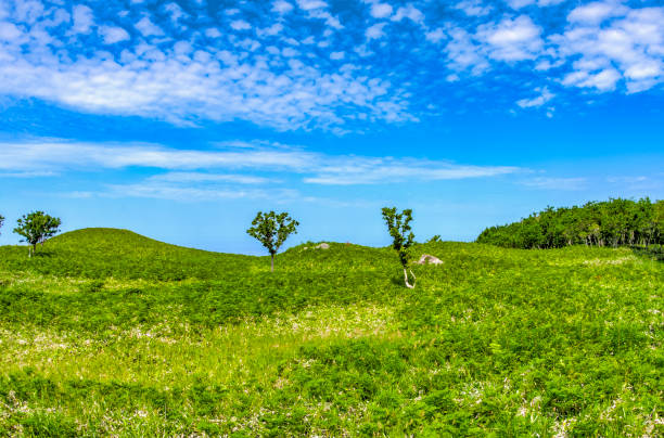 istock Wild field and blue sky spreadingWild field and blue sky spreading 1029128052