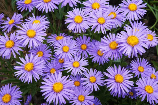 Photo of Alpine asters or or aster alpinus goliath  violet flowers