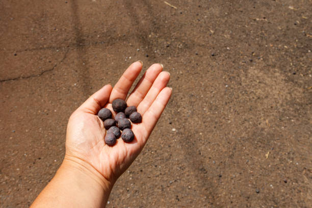 istock Iron ore taconite pellets in human hand 1029131366