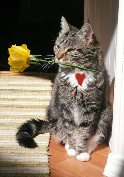 istock Cat holding a rose in its mouth 1029136204