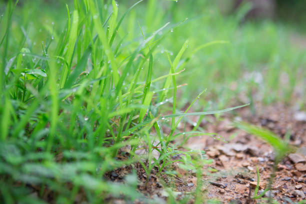 istock Green grass and dew on gravel floor 1029138762