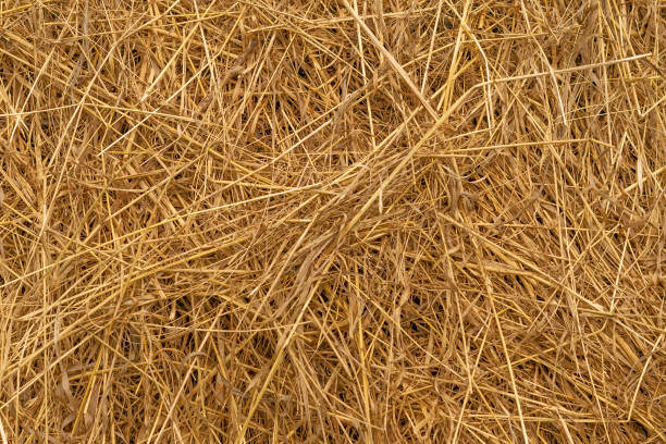 istock Background of hay 1029141430