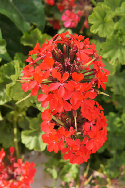 istock Scarlet red geranium flowers with green vertical 1029144448