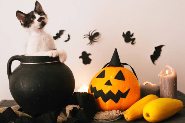 istock cute kitty sitting in witch cauldron with Jack o lantern pumpkin with candles, broom and bats, ghosts on spooky background. Happy Halloween concept. atmospheric image 1029147304