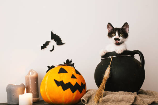 istock Happy Halloween concept. cute kitty sitting in witch cauldron with Jack o lantern pumpkin with candles, broom and bats, ghosts on spooky background.atmospheric image 1029147320