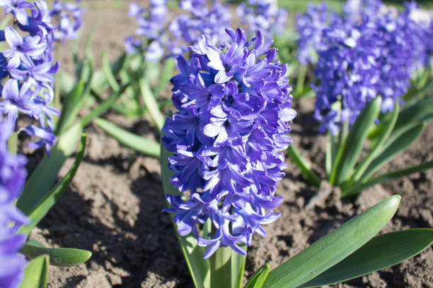 istock Blue hyacinths blossom in the spring on a sunny day 1029147522