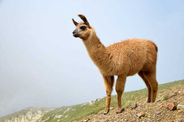 istock Brown llama in mountain landscape. 1029151936