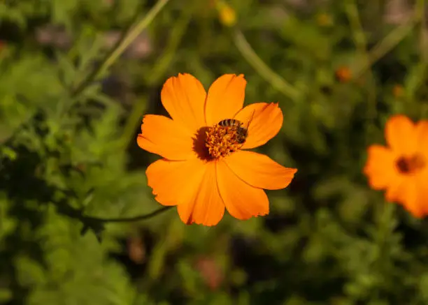 Bee on flower under the sun