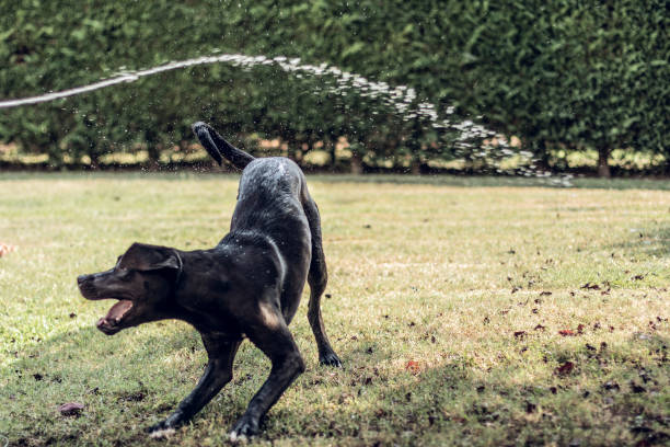 istock Black german dog breed playing with water on a garden 1029155026