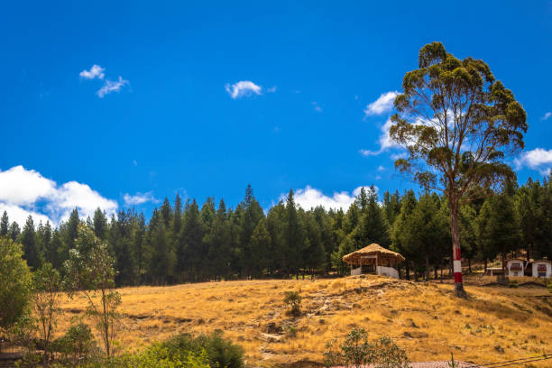 Small house in pine tree forest small house in the middle of a pine tree forest in Cajamarca, Peru. cajamarca region stock pictures, royalty-free photos & images
